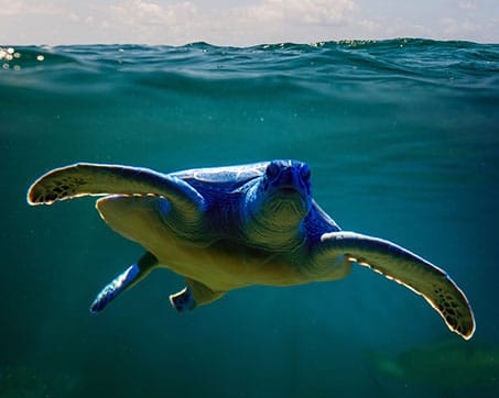 Sea turtle swimming underwater with a clear view of the surface and sunlight filtering through.