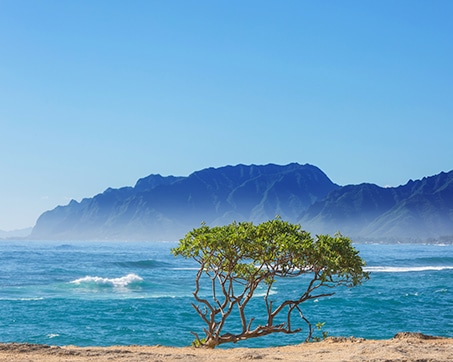 Solitary tree standing near the ocean with a backdrop of majestic mountains under a clear blue sky.