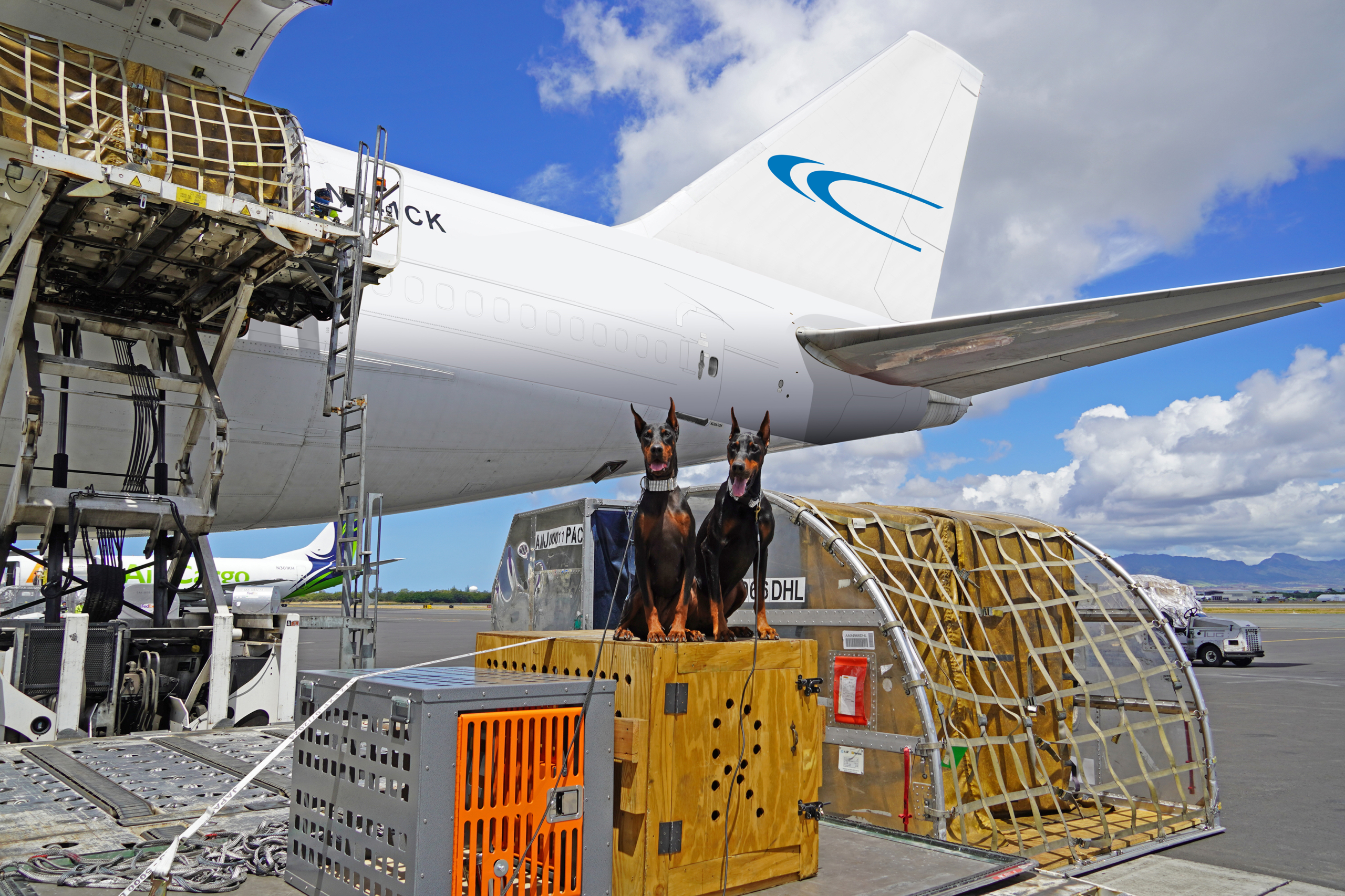 Pacific Air Cargo Assists with Magnum PI Doberman Transportation