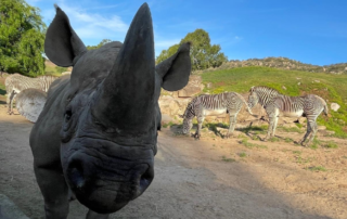 Kendi, a male Rhinoceros