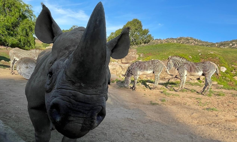Kendi, a male Rhinoceros