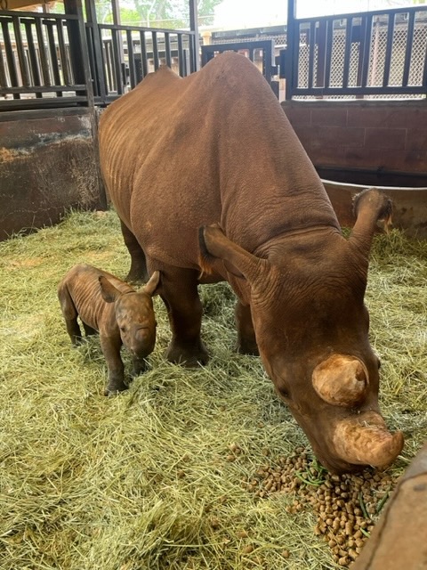 PAC Baby Rhino