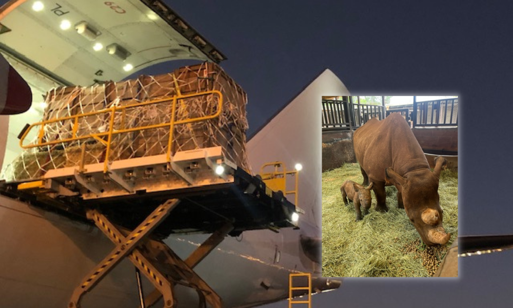 Photo shows a Rhino being placed into a Pacific Air Cargo airplane